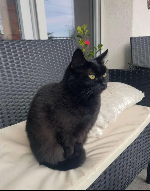 chatte lost   69100 Villeurbanne Abaya